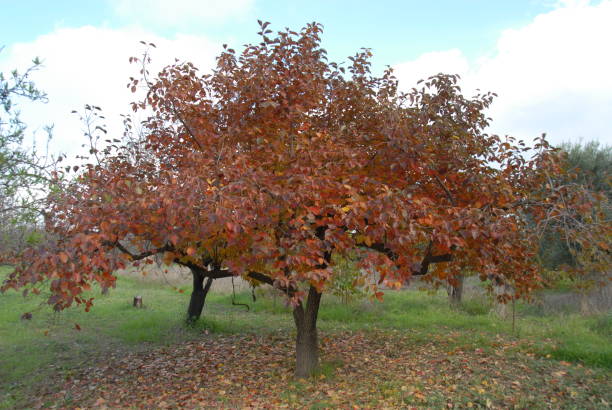 istock Autumn colors on the treein Spain 678151666