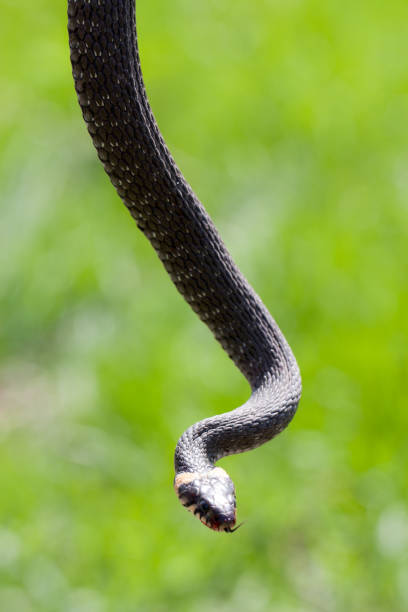 istock grass snake Natrix natrix hanging in the air 678157722