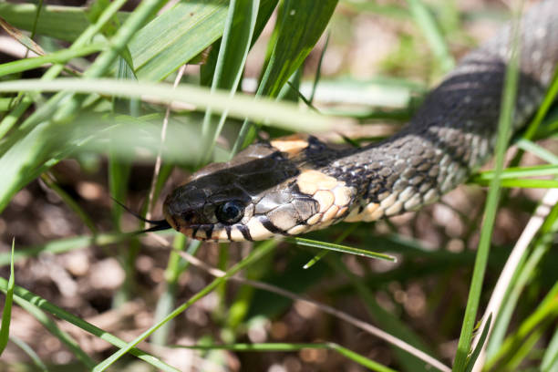 istock grass snake Natrix natrix in the grass 678158032