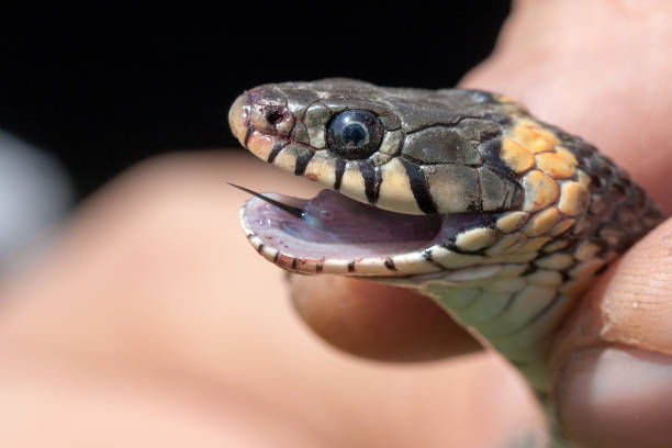 istock Grass Snake in the human hands. Natrix natrix 678158134
