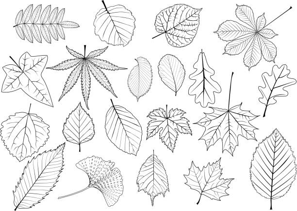 tree leaves set, tree leaves set,silhouettes leaf, silhouette of a sycamore tree stock illustrations
