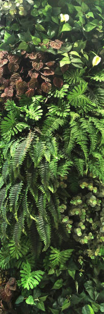 istock vertical garden with tropical green leaf 678164204