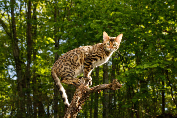 Bengal Cat outdoor Bengal Cat Hunting outdoor, on branch tree, Nature green background bengal cat purebred cat photos stock pictures, royalty-free photos & images