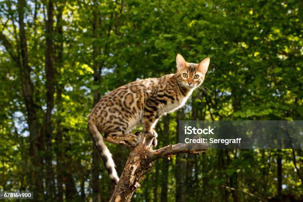 Bengal Cat Outdoor Stock Photo - Download Image Now - Bengal Cat - Purebred Cat, Domestic Cat, Outdoors