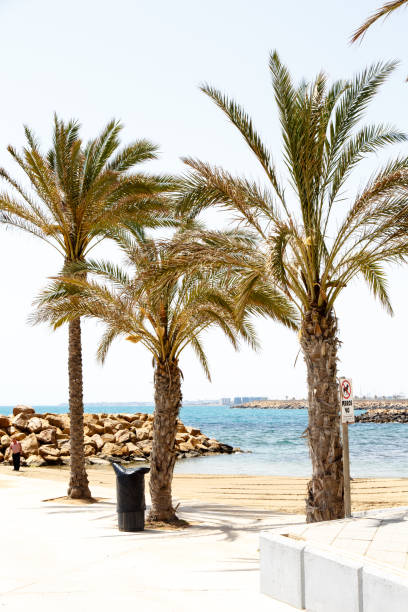 istock Three palm trees on the seafront promenade. 678170944