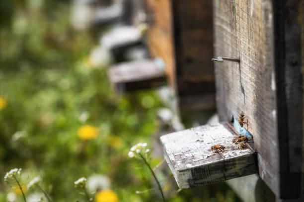 ruches en déclin avec peu d’abeilles laissées en vie après le trouble de l’effondrement de la colonie et d’autres maladies - colony collapse disorder photos et images de collection