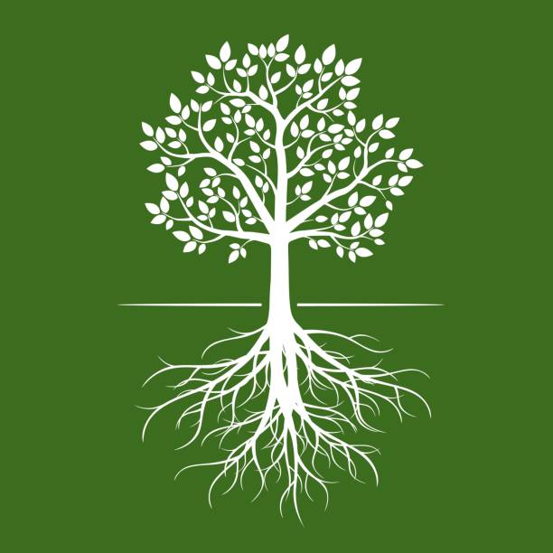 ilustrações, clipart, desenhos animados e ícones de árvore branca com raízes sobre fundo verde. - leaf dry backgrounds nobody