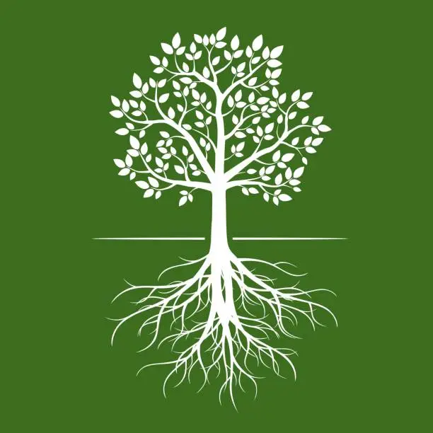 Vector illustration of White tree with roots on green background.