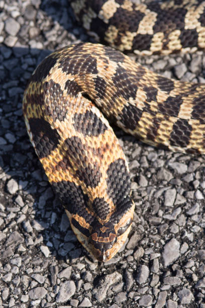 istock Hognose snake flattening its head in threatening display 678176872
