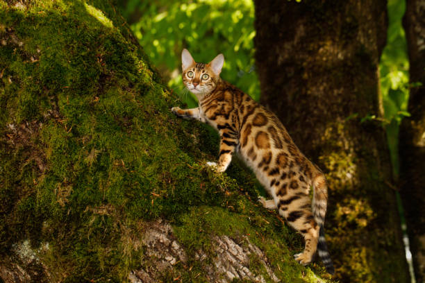 istock Bengal Cat outdoor 678176908