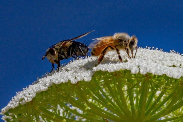 Honey Bee on Flower stock photo