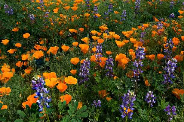 Spring Wildflowers stock photo