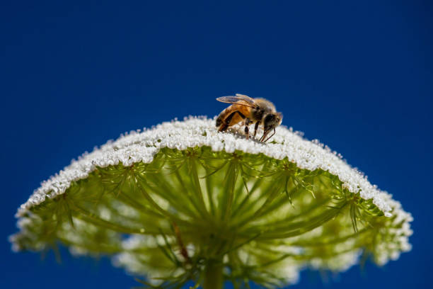 Honey Bee on Flower stock photo