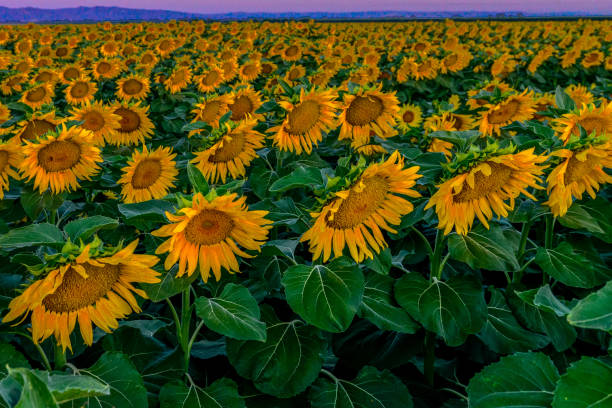 Sunflowers 1 stock photo