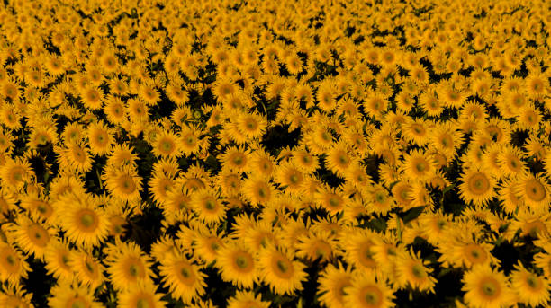 Sunflowers 4 stock photo