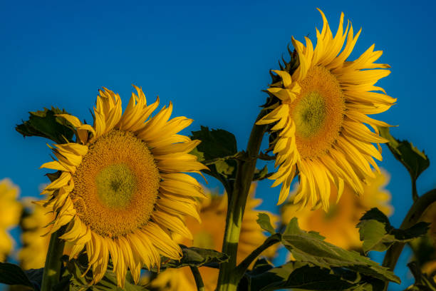 Sunflowers 5 stock photo