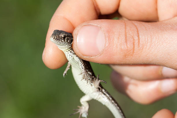herpetologist hand holding juvenile balkan wall lizard. Podarcis tauricus.