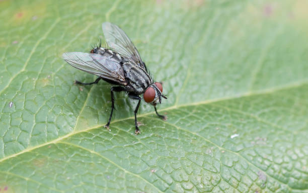 istock close-up fly on a leaf - Musca domestica 678182554