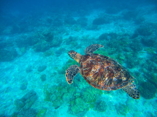 istock Olive ridley turtle in blue sea water. 678200812