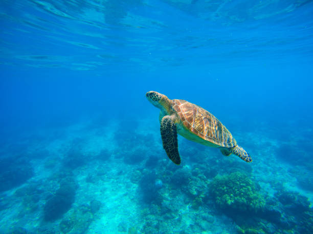 istock Swimming sea turtle in blue water. 678201314