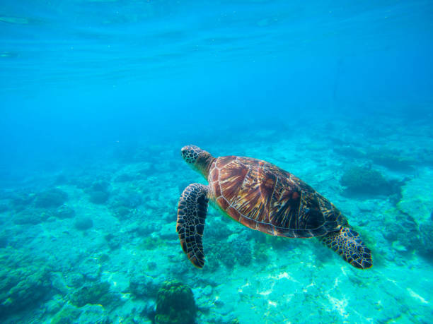 istock Green turtle swimming in Hawaiian seawater. 678201652