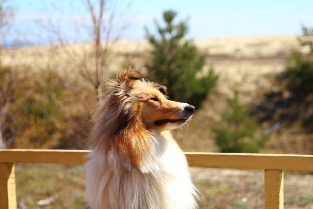 collie Scottish Shepherd Dog on a sunny day waiting for the owner near the fence sheltie blue merle stock pictures, royalty-free photos & images