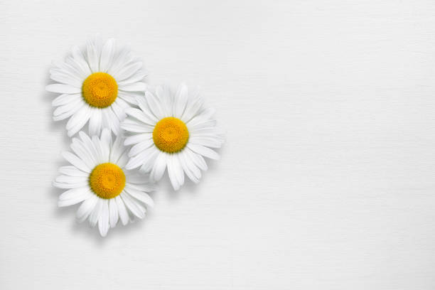 istock Chamomile flowers on white wooden background 678214116