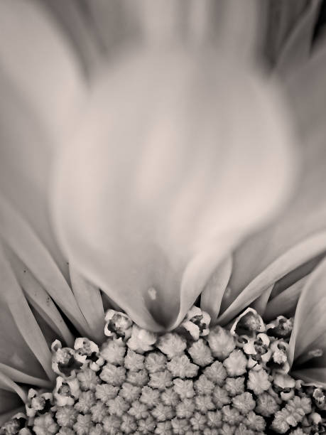 istock Yellow and White Flower in B&W 678214430