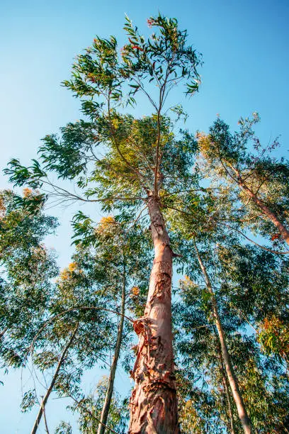 An eucalyptus tree under a clear blue sky