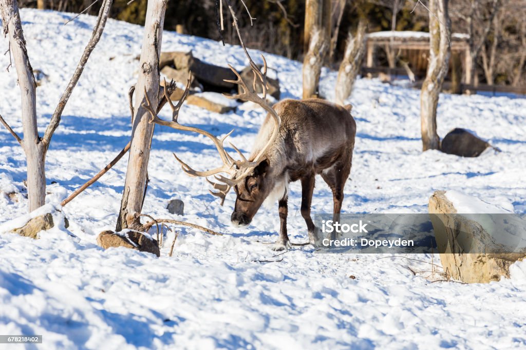 Reindeer. The reindeer, also known as caribou in North America, is a species of deer with circumpolar distribution, native to arctic, subarctic, tundra, boreal, and mountainous regions of North America. Animal Stock Photo