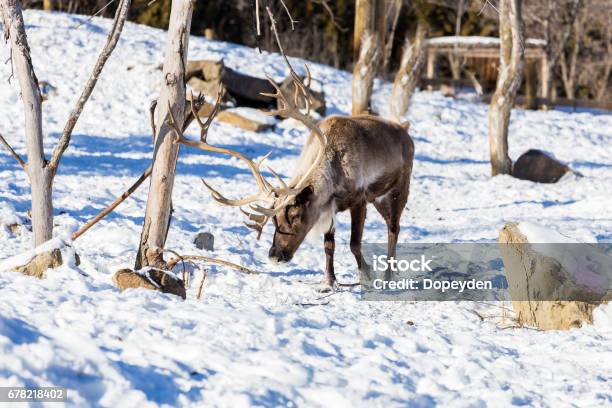 Reindeer Stock Photo - Download Image Now - Animal, Animal Sleigh, Antler