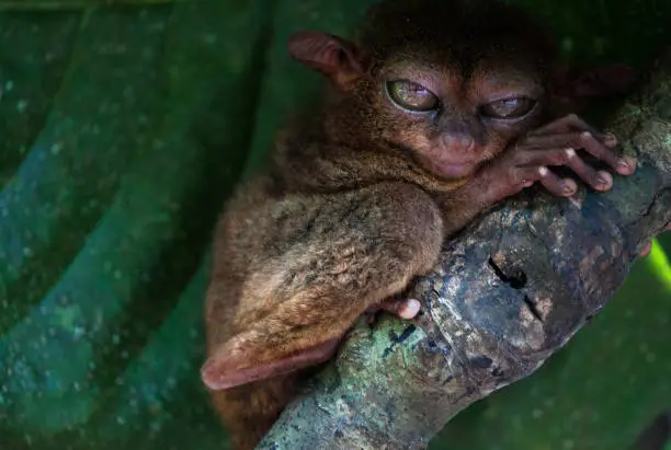 Tarsier des Philippines