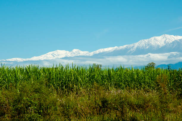 Sugarcane Plantation - Argentina