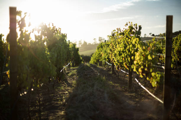 istock Scenic view of vineyard 678222644