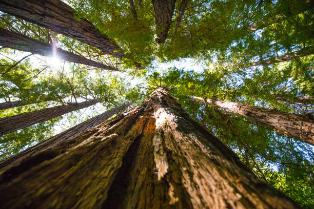 istock Hiking through Muir Woods Redwood Forest 678222788