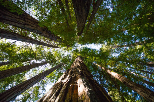 istock Hiking through Muir Woods Redwood Forest 678222846