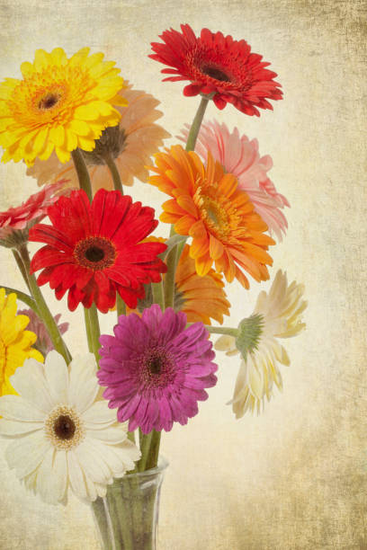 istock Gerbera daisies on grunge textured and toned background 678238886