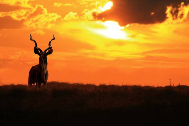 istock Kudu Bull - Sunset and Wildlife Background 678239110