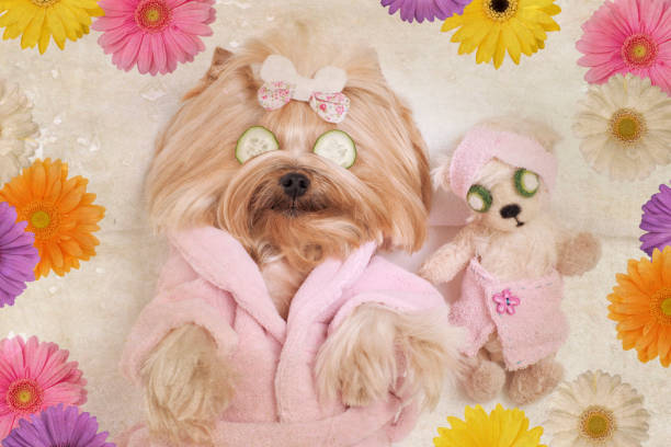 istock Yorkshire terrier dog and teddy bear massage at the spa 678240160