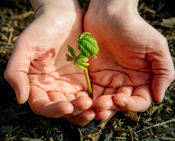 istock Woman holding plant tree in hand 678242594
