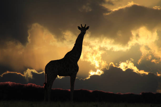Girafa Silhouette - fundo Africano Wildlife - magnífica natureza - foto de acervo