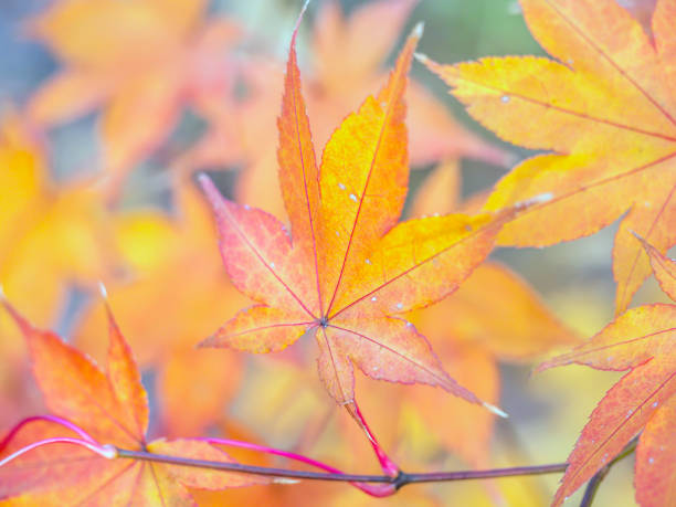 istock Autumn leaves Japanese Maple 678256416