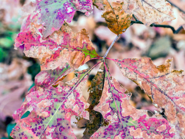 istock Autumn leaves oak 678256684