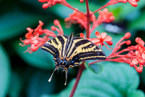 istock Eastern tiger swallowtail butterfly. 678257654