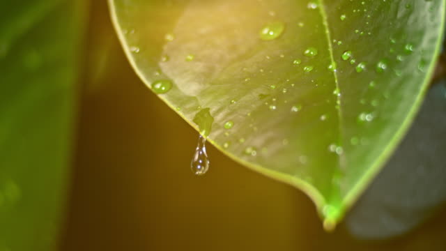 SLO MO LD Raindrop falling on a waxy wet leaf