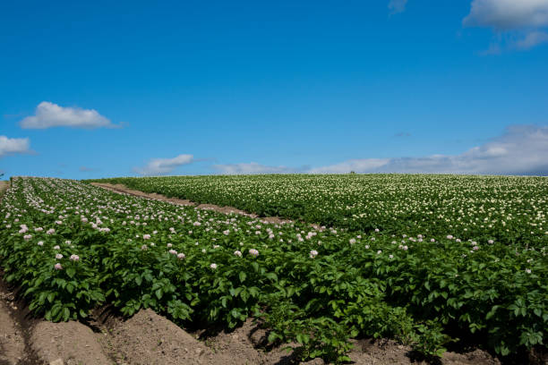 Potato field and blue sky Potato field and blue sky in summer Hokkaido Japan 丘 stock pictures, royalty-free photos & images