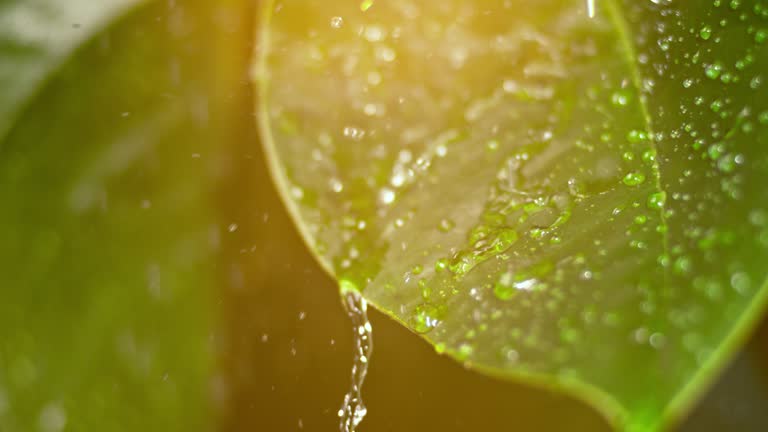 Slow motion close up handheld shot of a waxy green leaf in the summer rain. Shot in Slovenia.