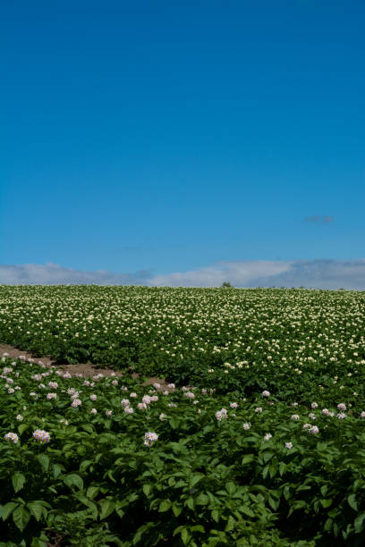 Potato field and blue sky Potato field and blue sky in summer Hokkaido Japan 丘 stock pictures, royalty-free photos & images