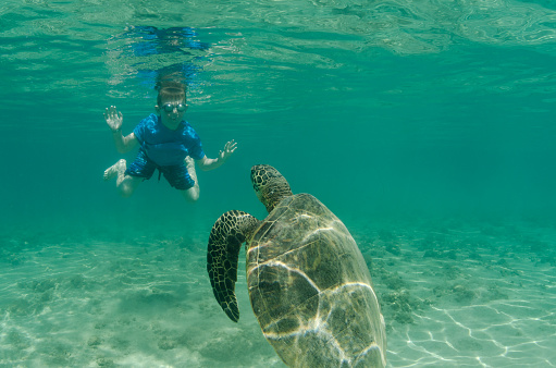 Young child swimming with sea turtles in Hawaii with grandma and mom