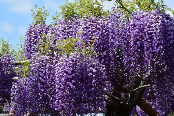 istock Japanese Wisteria Flowers 678287556